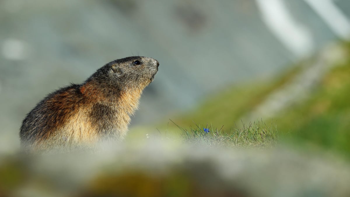 Groundhog Day (February 2nd)