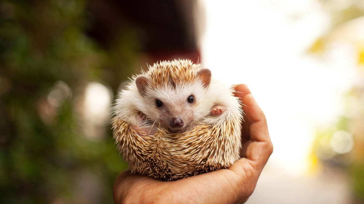 National Hedgehog Day (February 2nd)