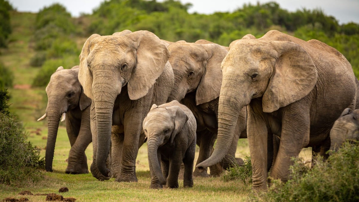 National Elephant Appreciation Day (September 22nd)