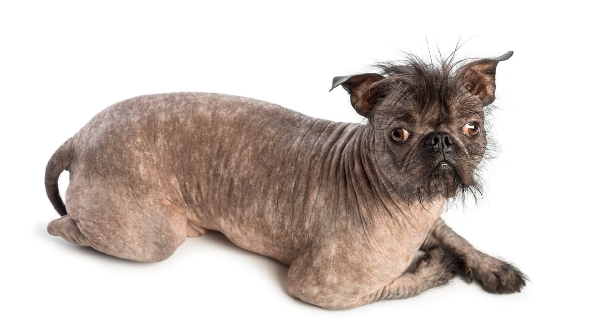 Ugliest Dog Day (June 21st, 2025) Days Of The Year