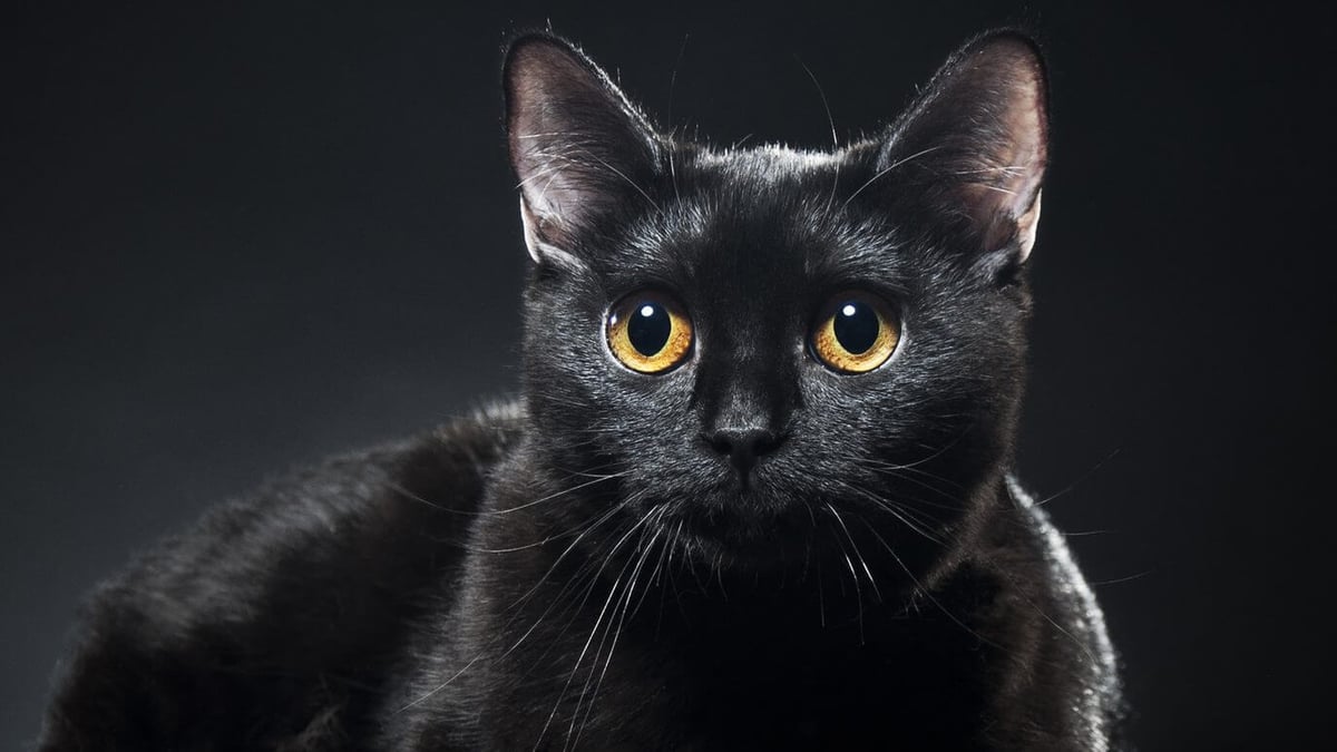 Black Cat Awareness Month (October 2023)