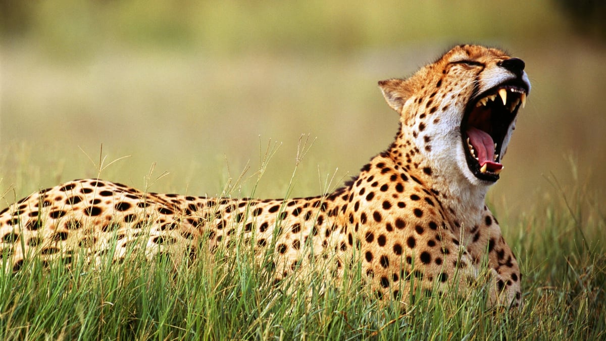 International Cheetah Day (December 4th)