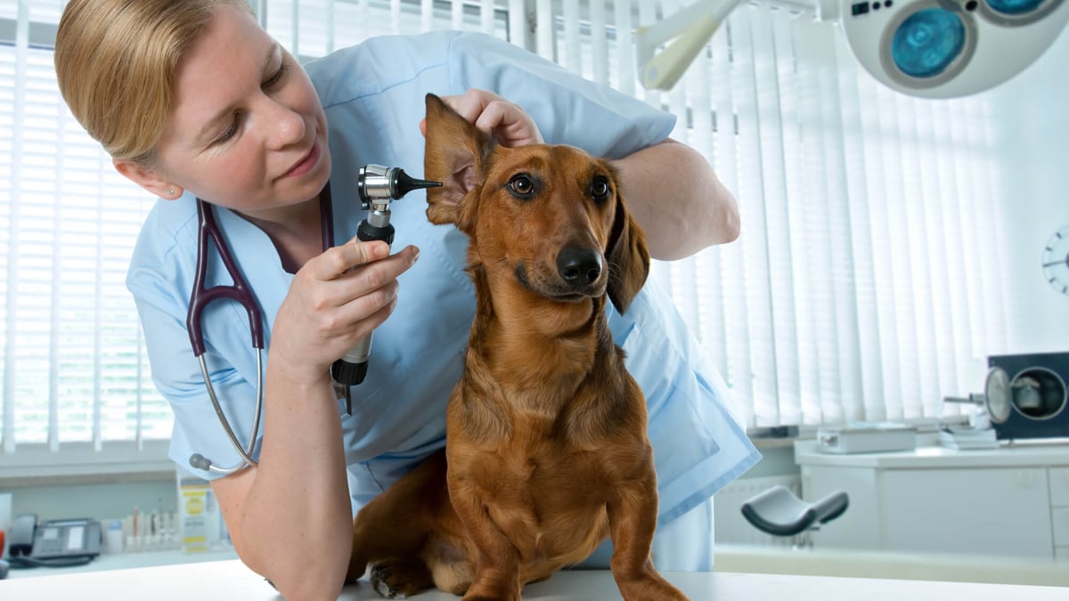 International Day of Veterinary Medicine (December 9th)