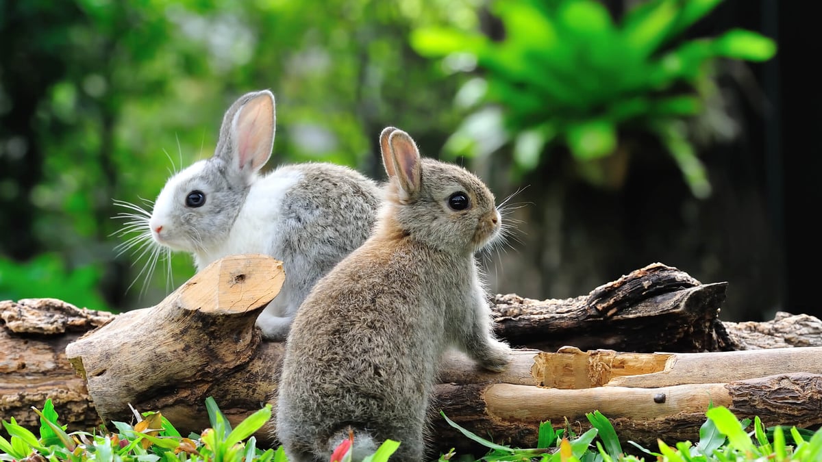 International Rabbit Day® (September 30th, 2023)