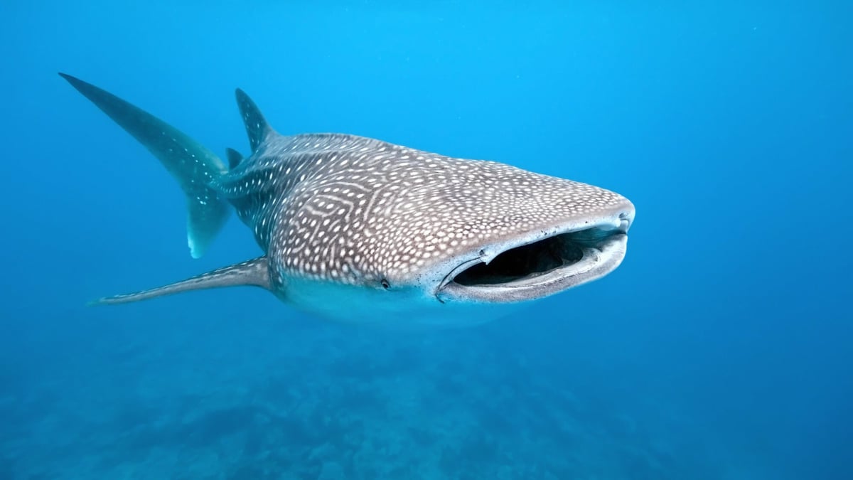 International Whale Shark Day (August 30th) Days Of The Year