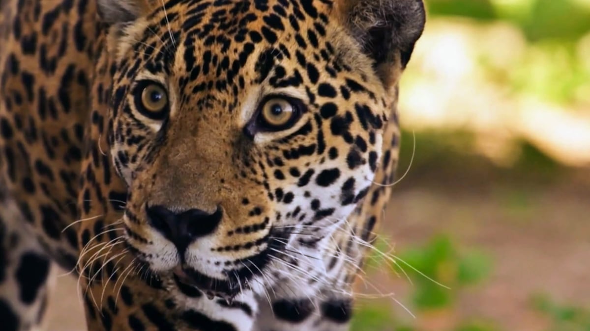 International Jaguar Day (November 29th)