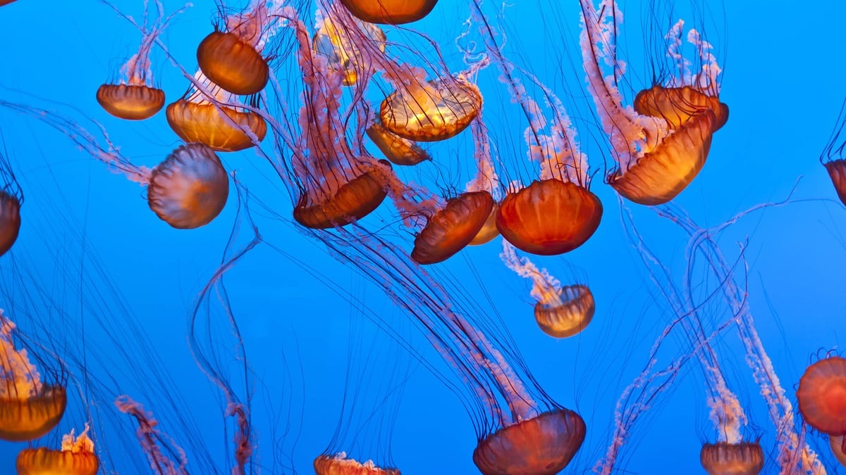 World Jellyfish Day (November 3rd)
