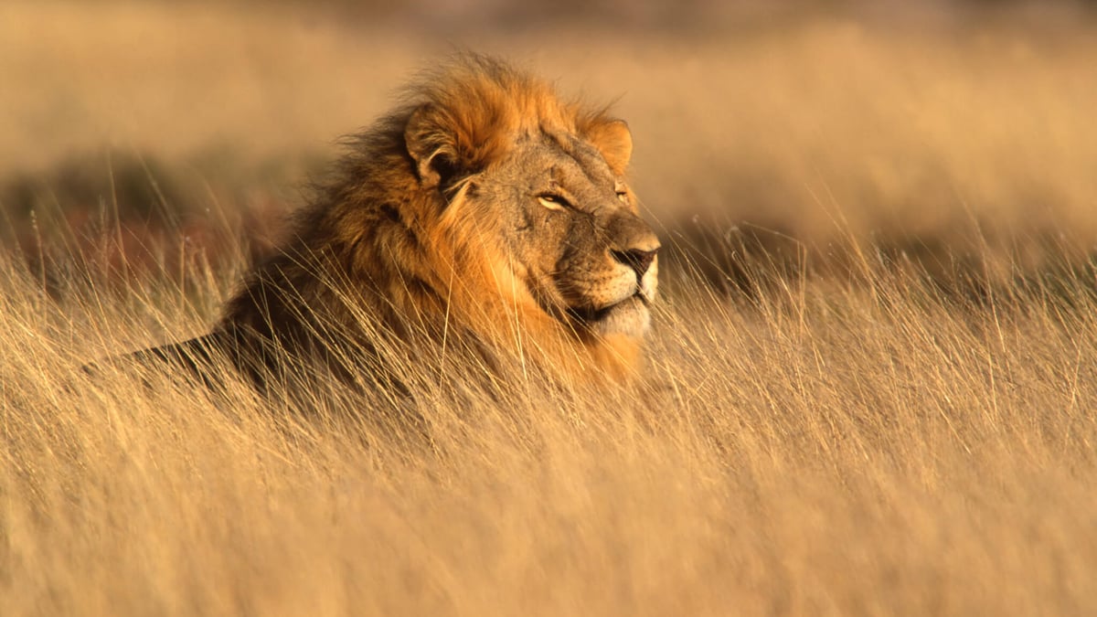 World Lion Day (August 10th) | Days Of The Year
