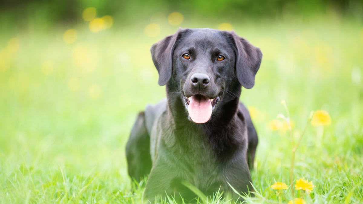 National Black Dog Day (October 1st)