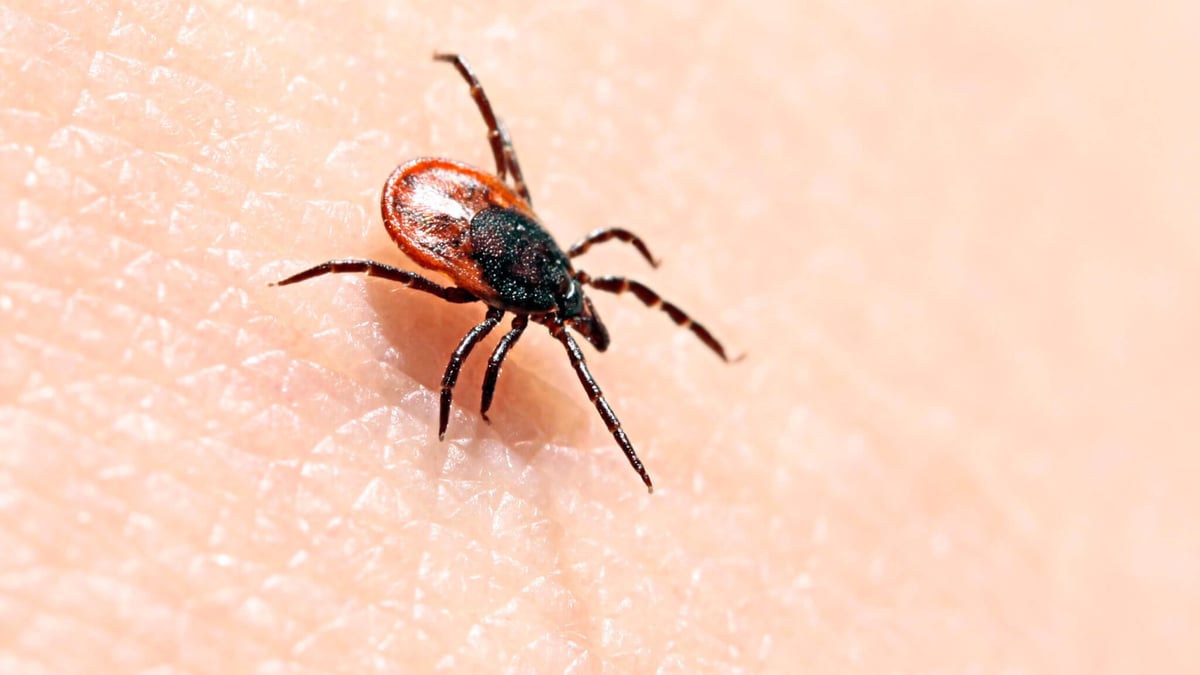 National Lyme Disease Awareness Month (May 2023)