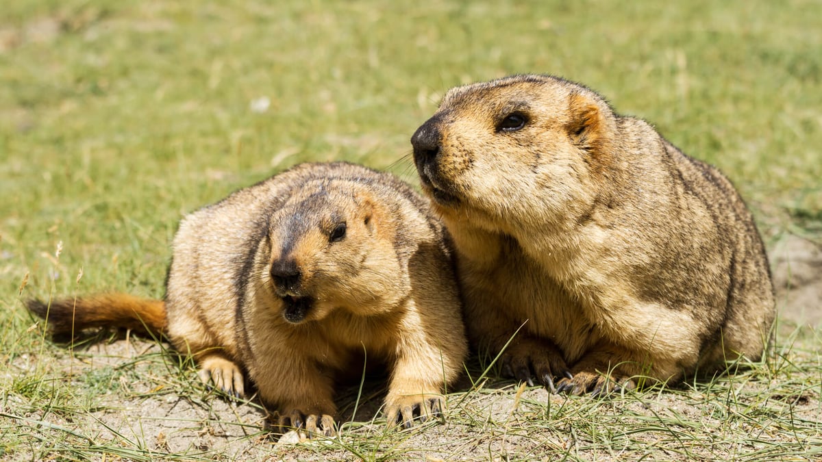 Marmot Day (February 2nd)