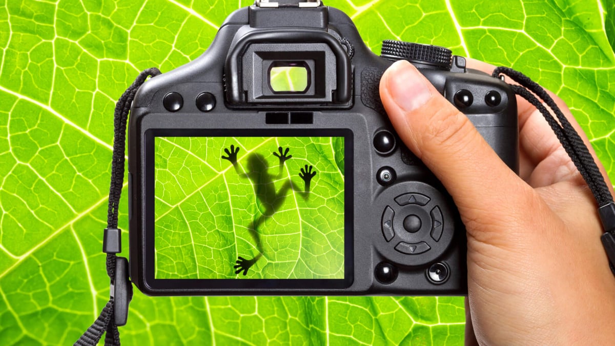 Nature Photography Day (June 15th) Days Of The Year