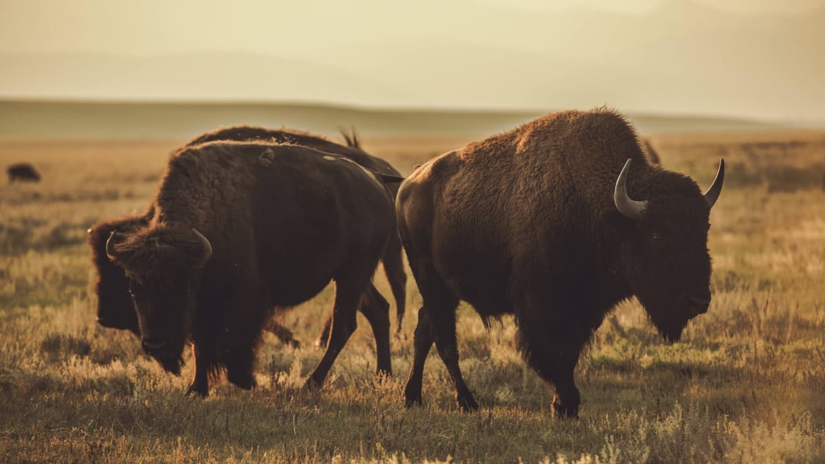 National Bison Day (November 4th, 2023)