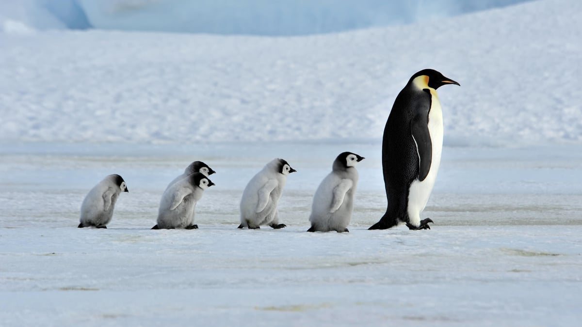 Penguin Awareness Day (January 20th)