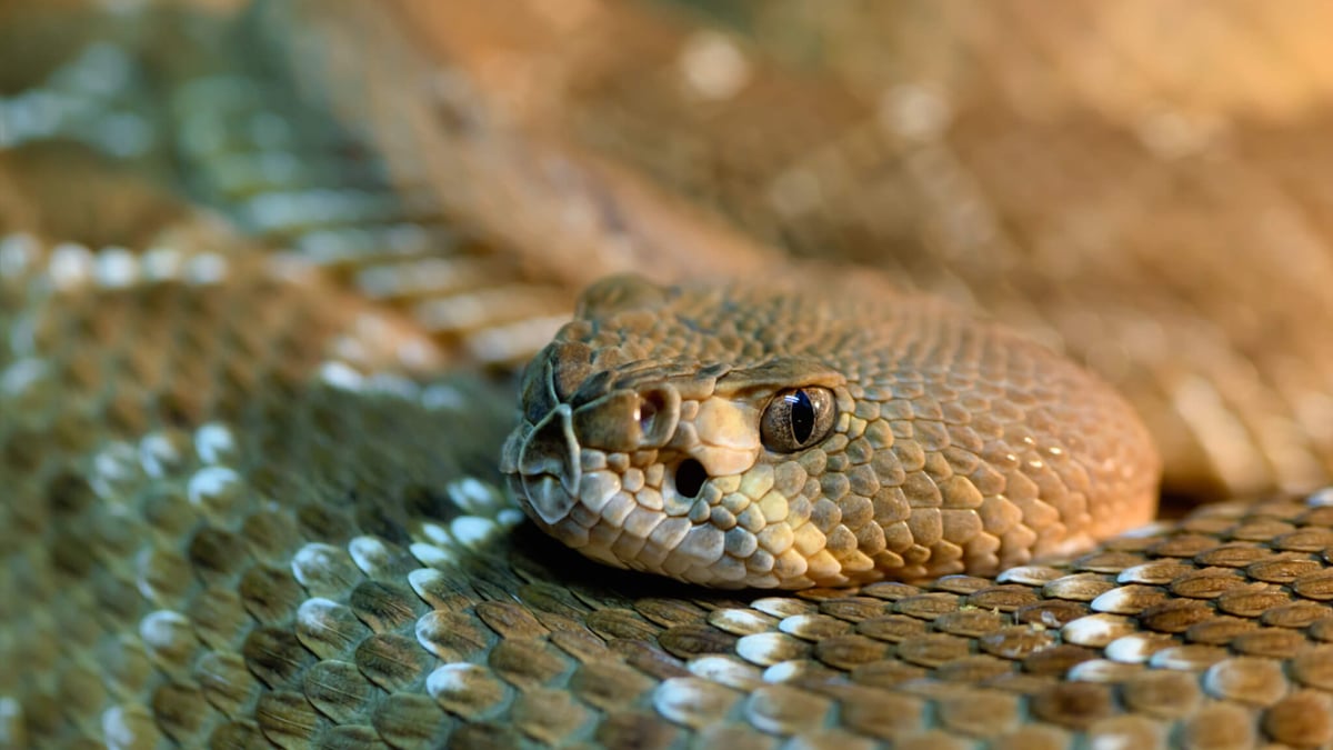 Rattlesnake Roundup Day (January 28th)