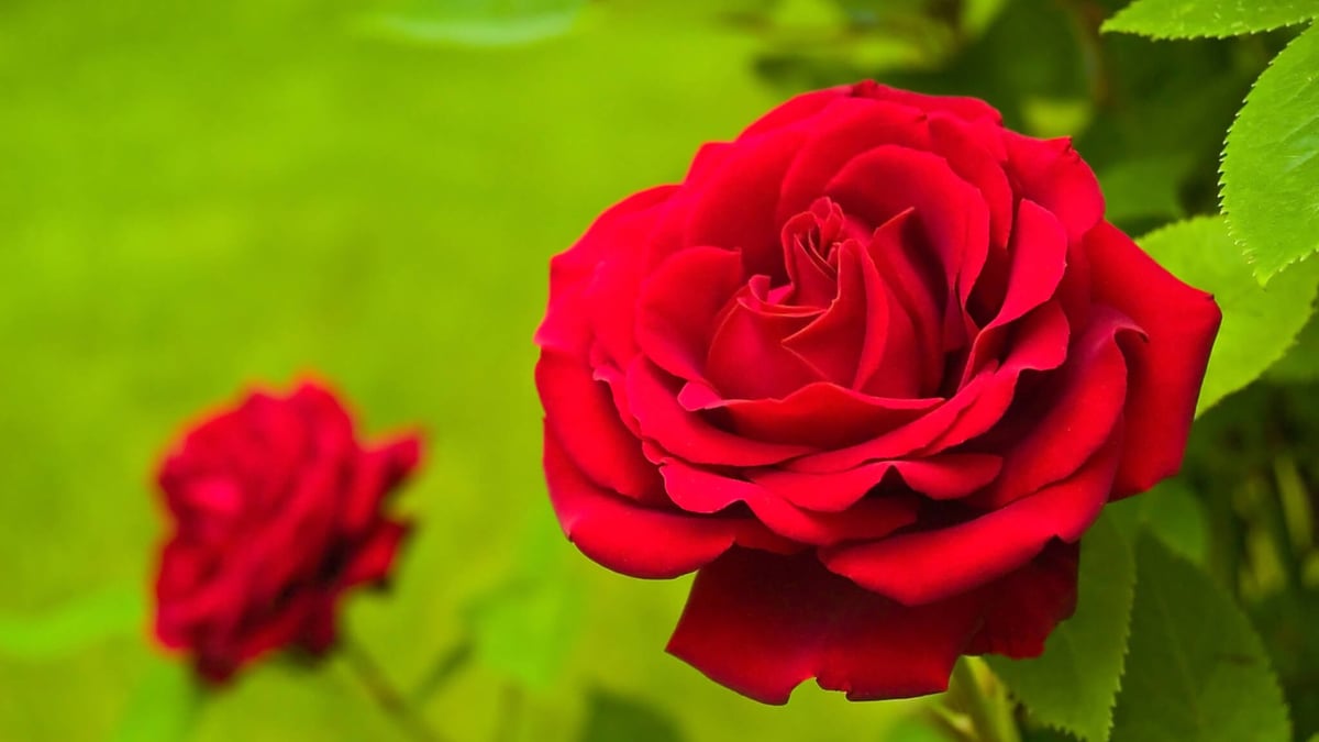 National Red Rose Day (June 12th) | Days Of The Year