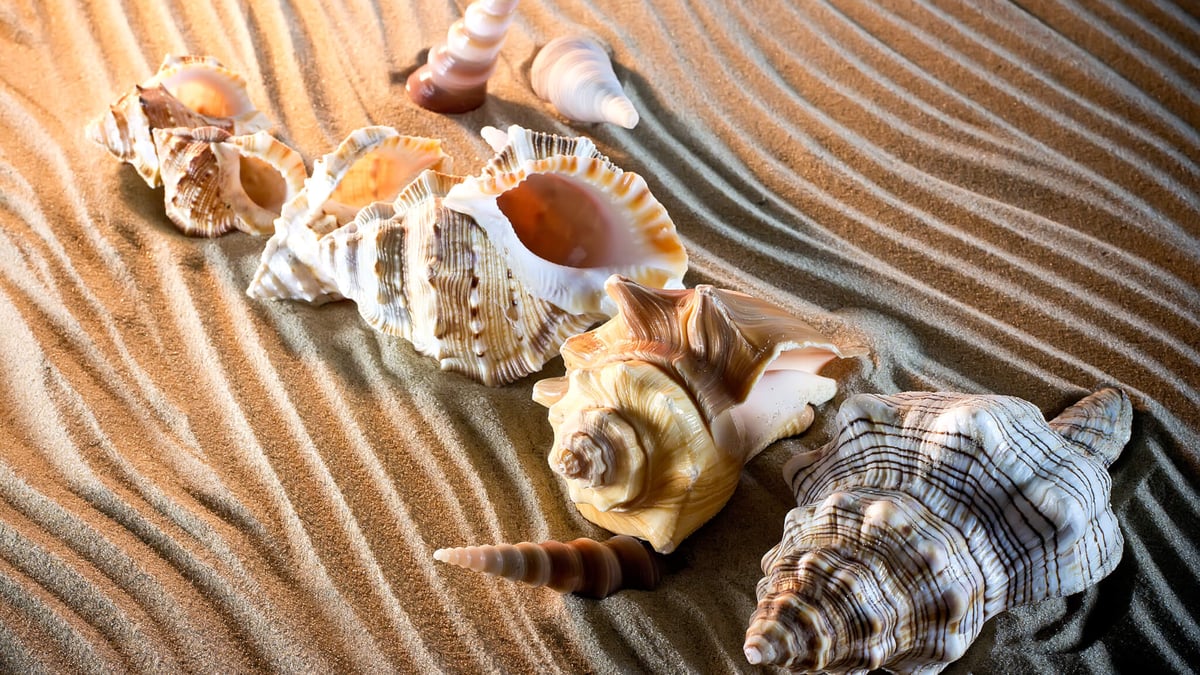 National Seashell Day (June 21st, 2023)