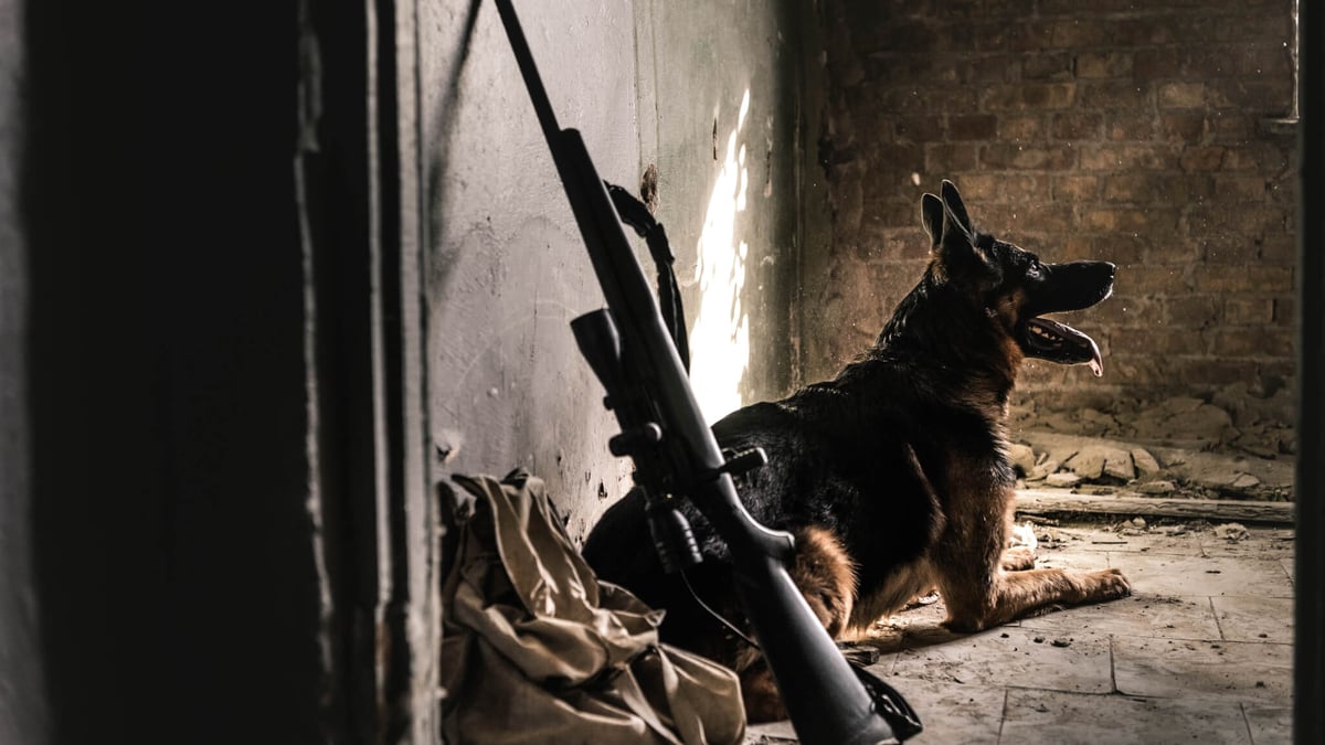 National K9 Veterans Day (March 13th)