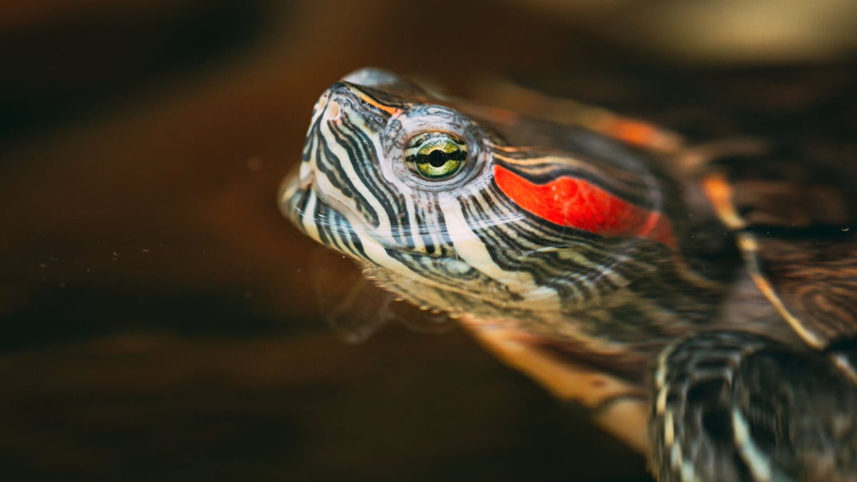 Turtle Adoption Day (November 27th)