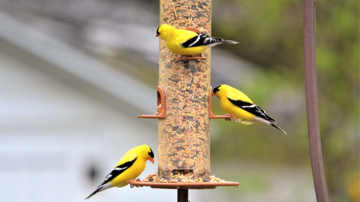 Feed the Birds Day (February 3rd)
