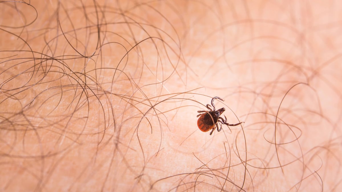 Tick Bite Prevention Week (Mar 24th to Mar 30th)