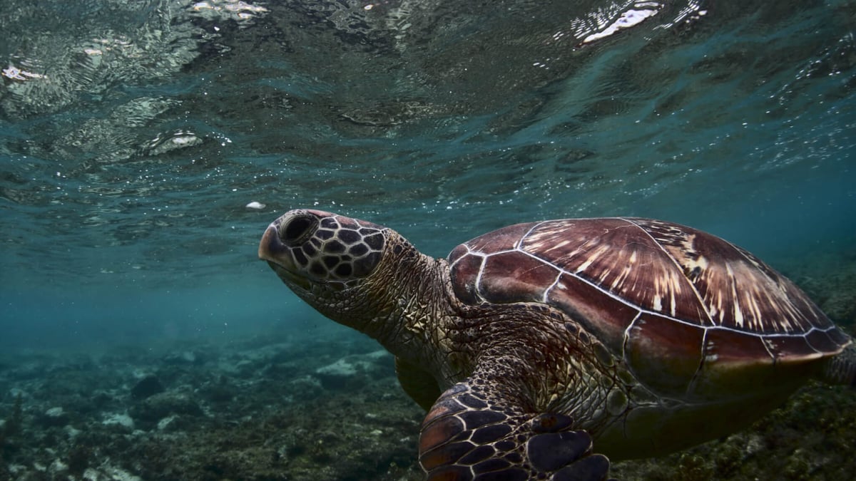 World Turtle Day (May 23rd)