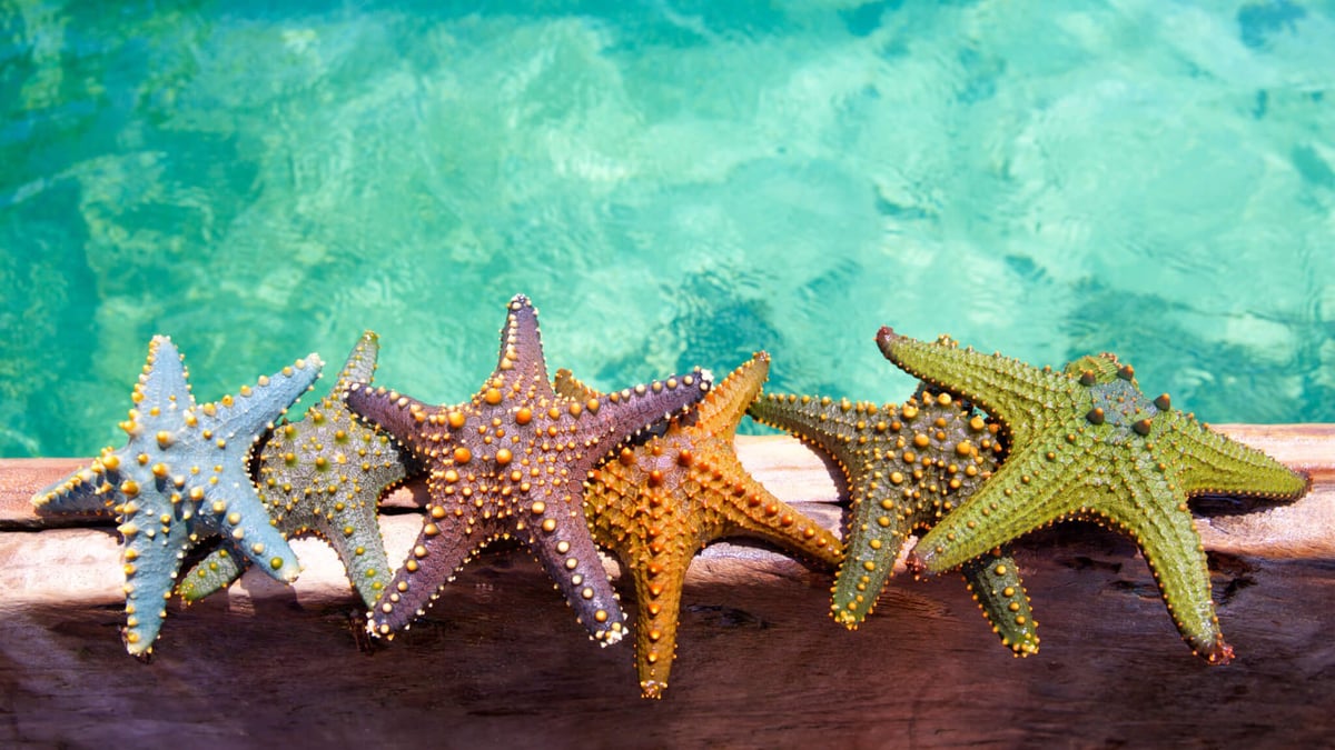 World Aquatic Animal Day (April 3rd) | Days Of The Year World Aquatic Animal Day (April 3rd) | Days Of The Year