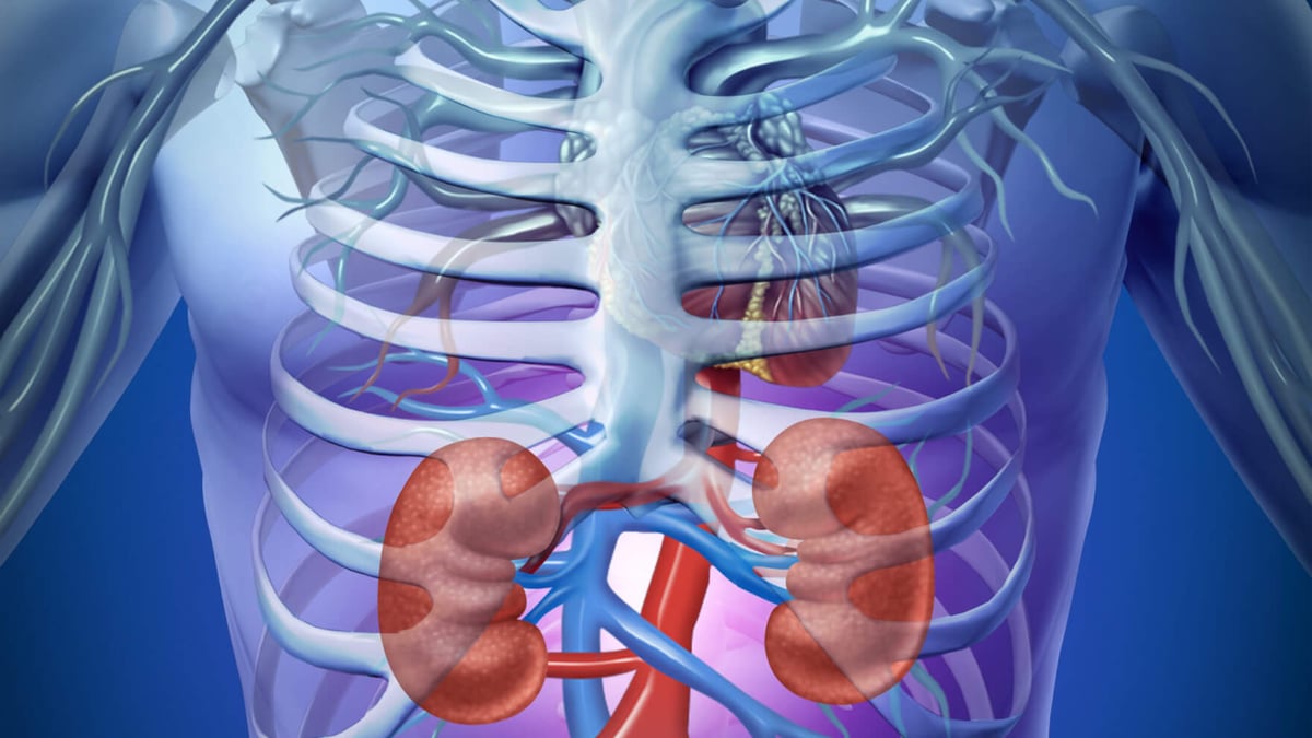 World Kidney Day (March 9th, 2023)