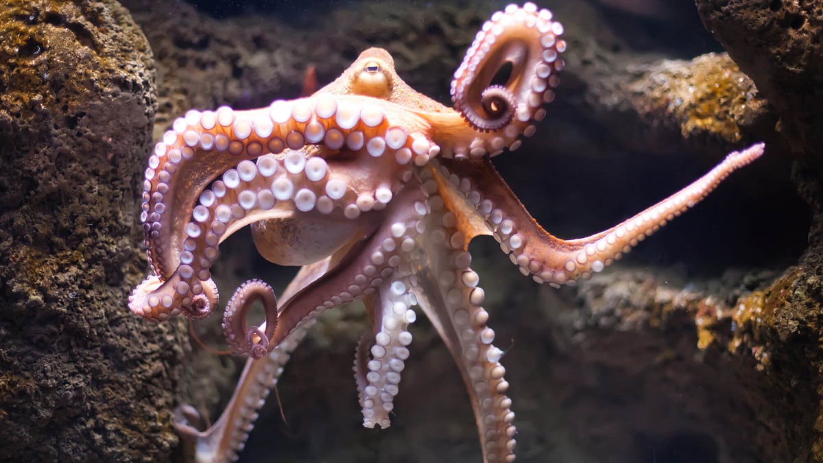 World Octopus Day (October 8th)