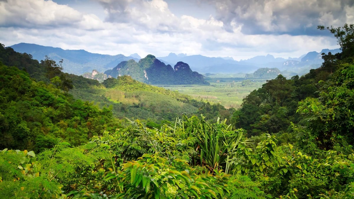World Rainforest Day (June 22nd) Days Of The Year
