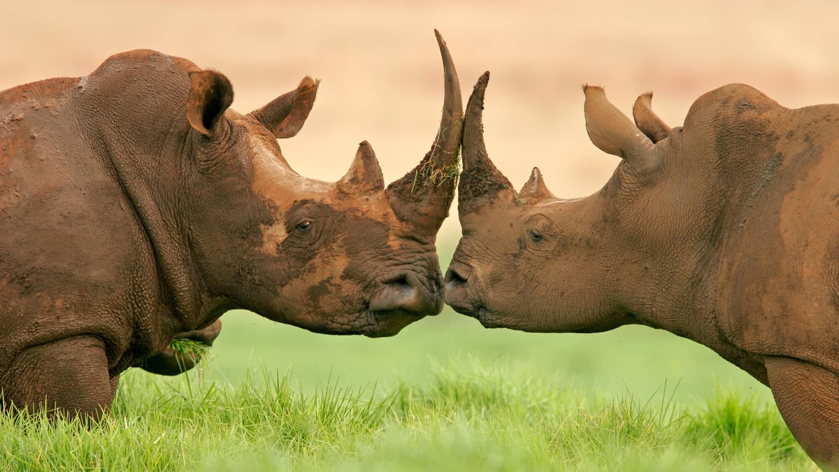 World Rhino Day (September 22nd)