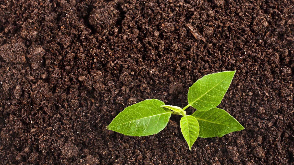 World Soil Day (December 5th)