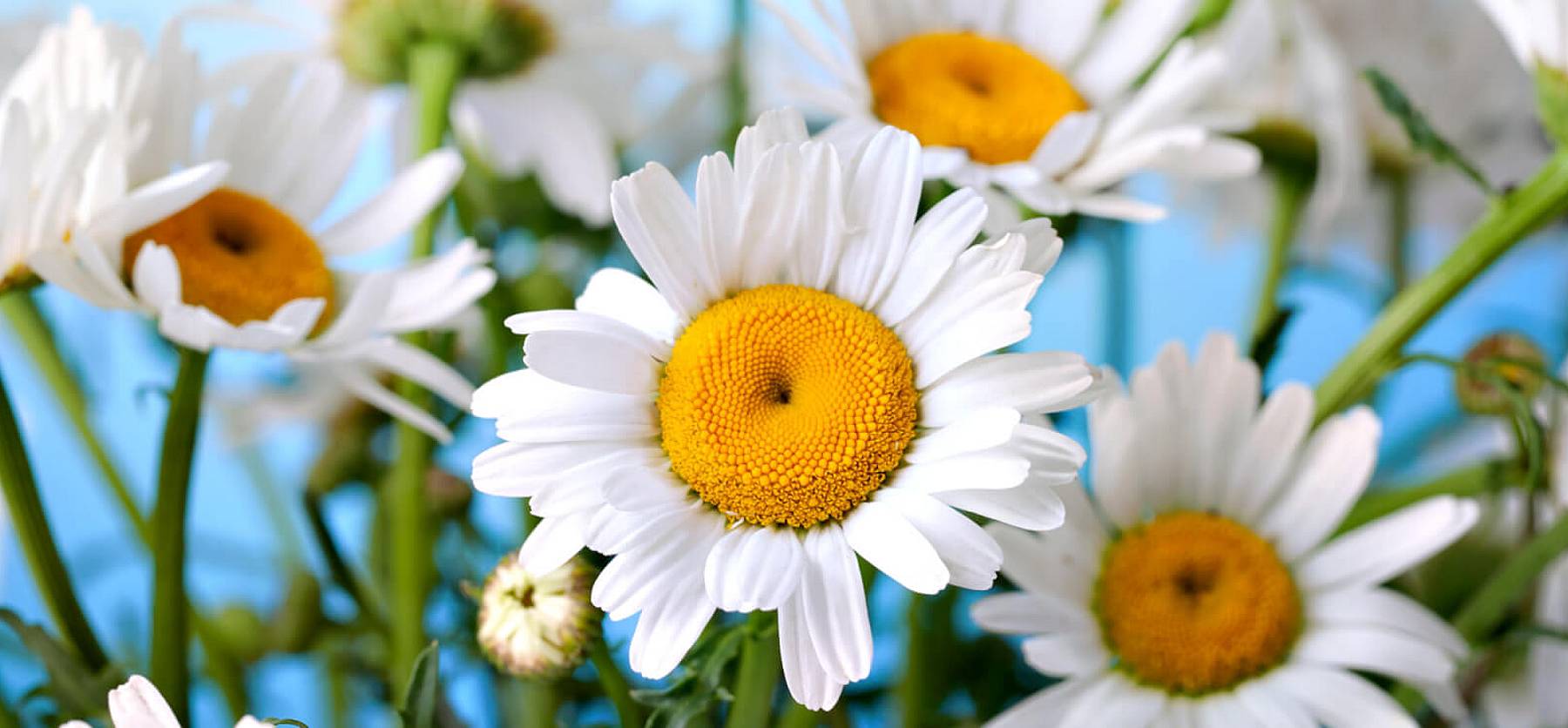 National Daisy Day (January 28th) Days Of The Year