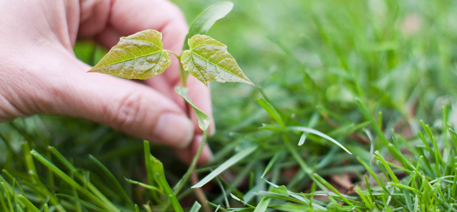 National Weed Appreciation Day (March 28th) Days Of The Year