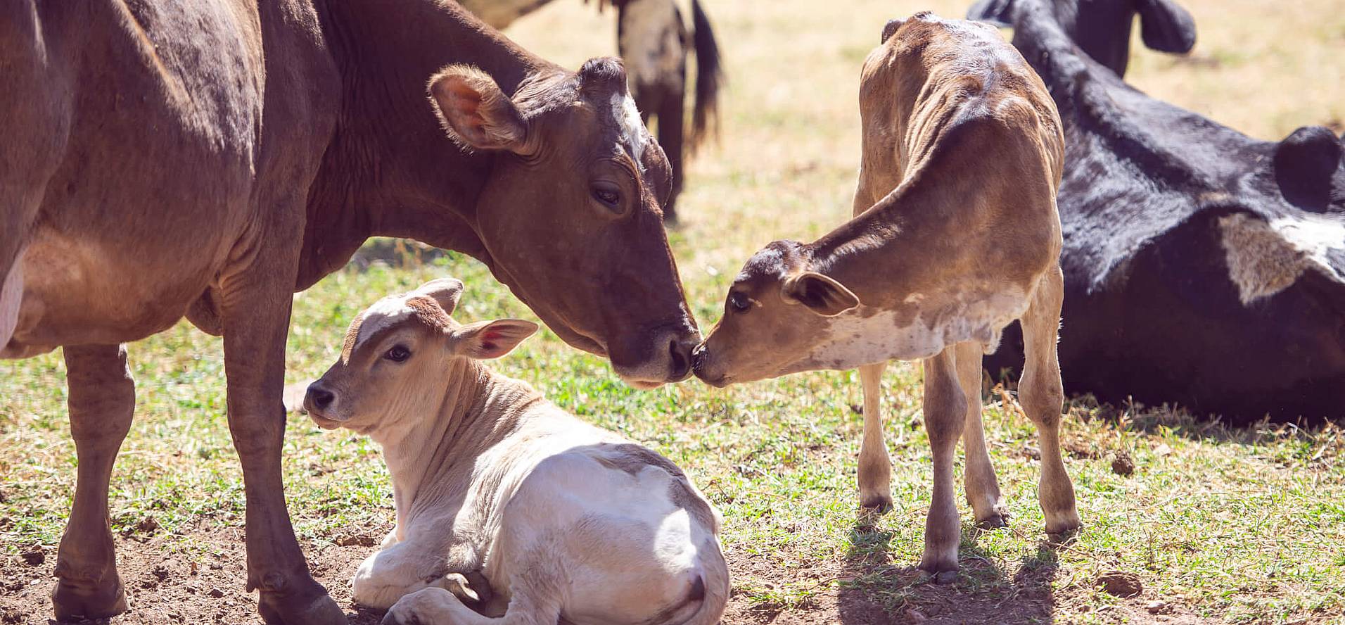 National Farm Animals Day (April 10th) Days Of The Year