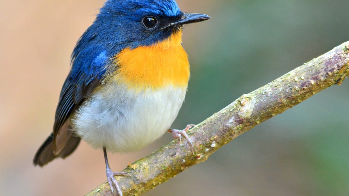 National Bird Day | Days Of The Year
