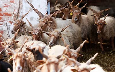 International Heritage Breeds Week