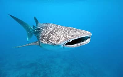 International Whale Shark Day