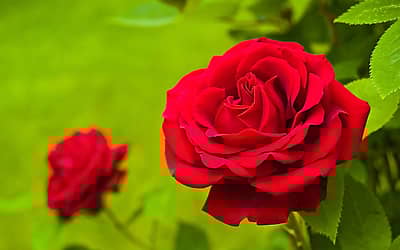 National Red Rose Day