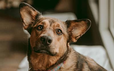 National Rescue Dog Day