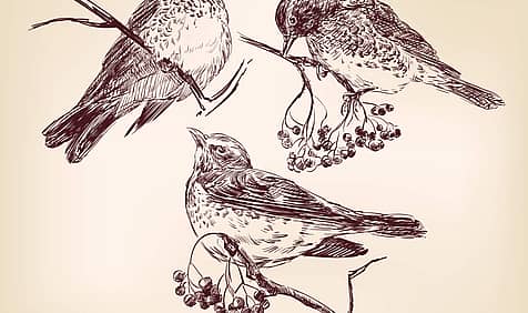Draw a Picture of a Bird Day