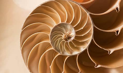 Fibonacci Day