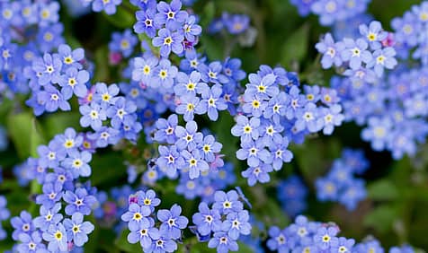 National Forget-Me-Not Day