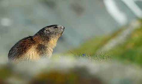 Groundhog Day