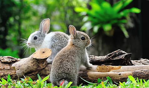 International Rabbit Day