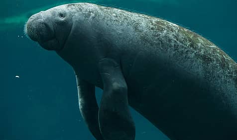 Manatee Awareness Month