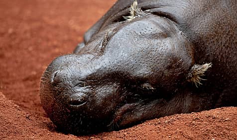 National Pygmy Hippo Day