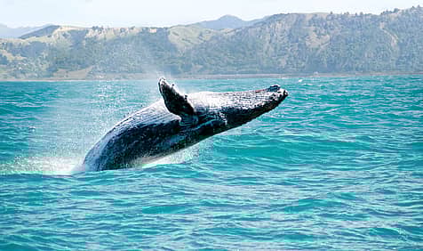 World Whale Day