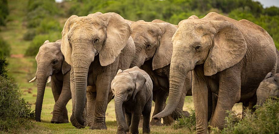 National Elephant Appreciation Day