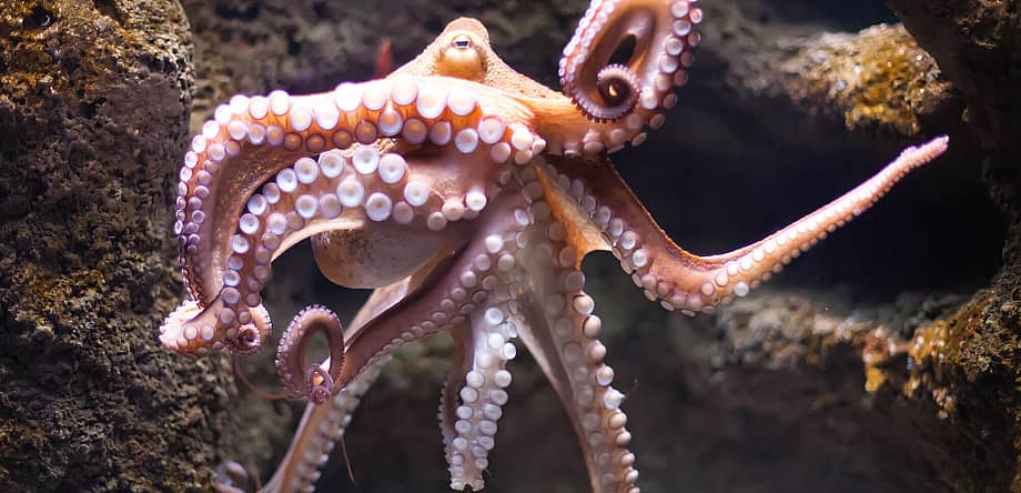 World Octopus Day